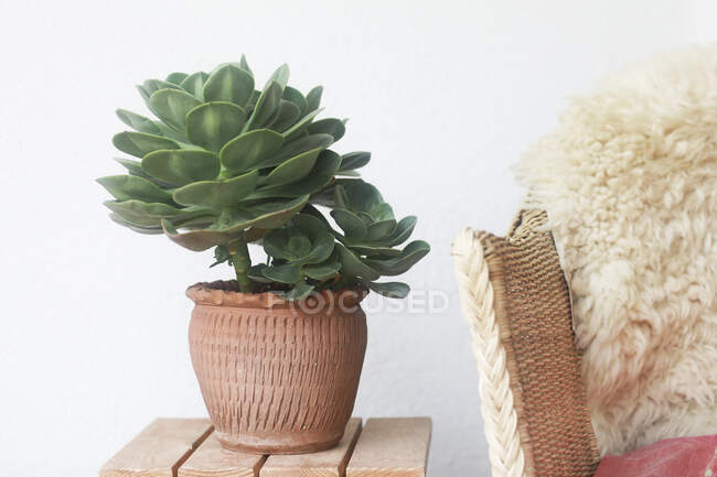 Растение в горшке рядом со стулом — стоковое фото