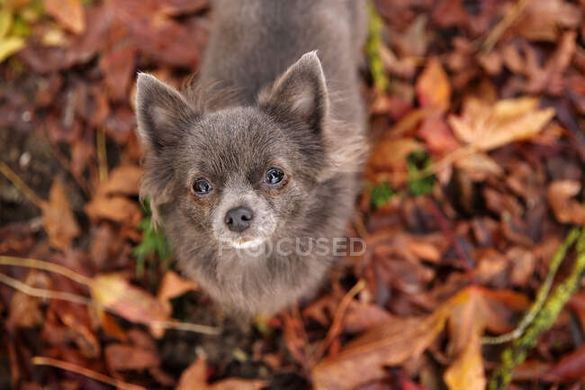 Nahaufnahme eines entzückenden kleinen Chihuahua-Hundes auf Herbstblättern — Stockfoto
