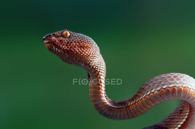 Manguezal pit víbora serpente, fundo borrado — Fotografia de Stock