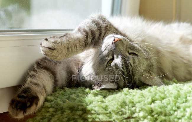 Gato acostado en una alfombra junto a una ventana, vista de cerca - foto de stock