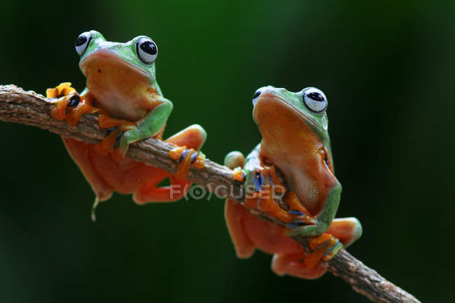 Dos ranas voladoras Wallace sobre una rama, fondo borroso - foto de stock