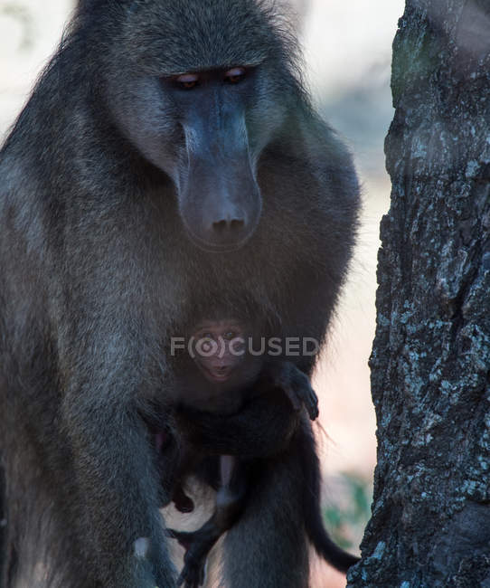 Male baboon carrying his infant, South Africa — Stock Photo