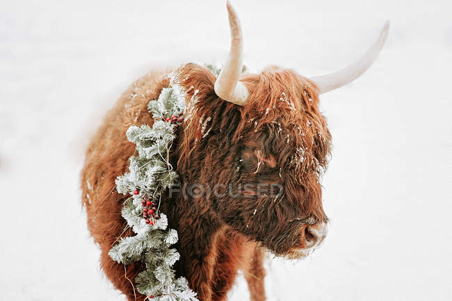 Portrait of a highland cow in the snow wearing a Christmas wreath, British Columbia, Canada — Stock Photo