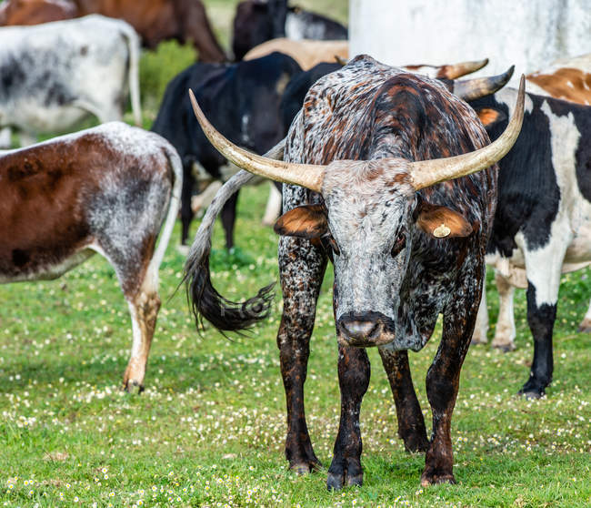 Closeup view of Nguni Cattle Western Cape — Stock Photo