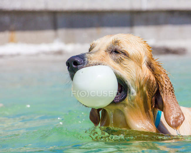 Golden retriever perro nadando con una pelota en la boca - foto de stock