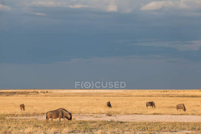 Scenic view of wildebeest, Etosha National Park, Namibia — Stock Photo