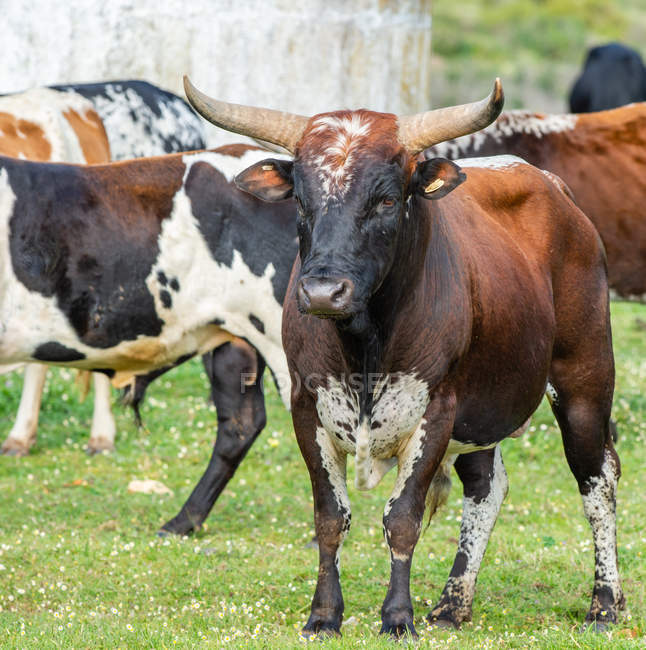 Vue rapprochée de Nguni Cattle, Western Cape, Afrique du Sud — Photo de stock