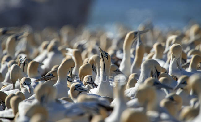 Vista da vicino di una società di gannets sullo sfondo sfocato — Foto stock