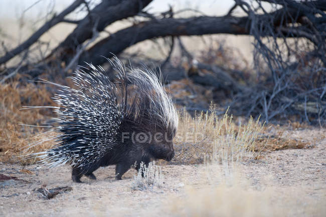 Retrato de um Porcupine, África do Sul — Fotografia de Stock