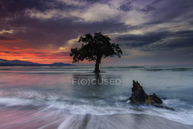 Vista panorámica de Lone tree en la playa, Sumbawa, West Nusa Tenggara, Indonesia - foto de stock