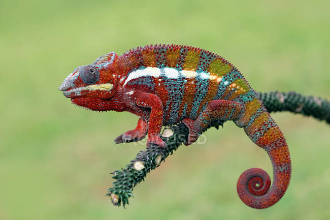 Close-up shot of beautiful colorful chameleon on natural background — Stock Photo