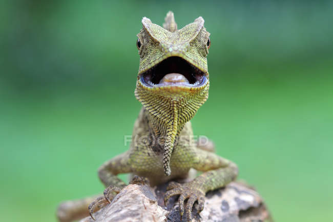 Portrait of a lizard with its mouth open, closeup view, selective focus — Stock Photo
