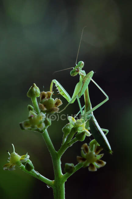 Mantis on a flower, Indonesia — Stock Photo