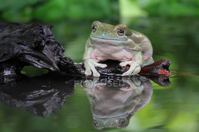 Dumpy tree frog sitting on a rock by a lake, blurred background — Stock Photo