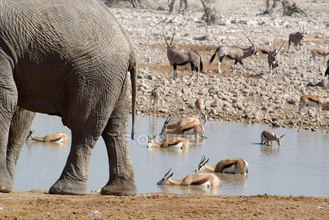 Elefanten, Oryxe und Impalas am Wasserloch, Etosha-Nationalpark, Namibia — Stockfoto