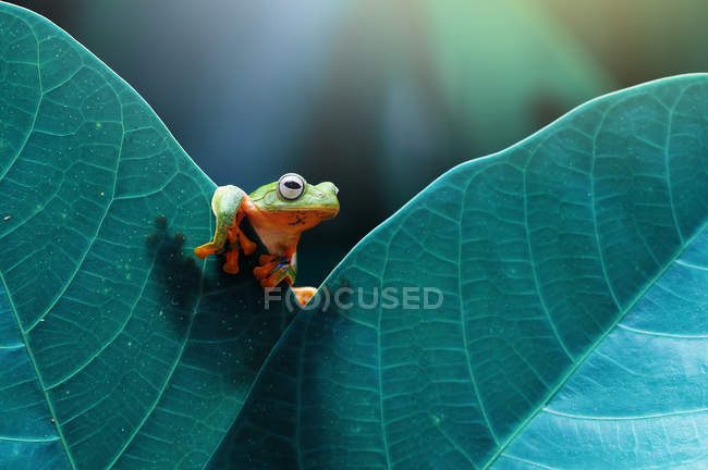 Летающая лягушка на листе, размытом фоне — стоковое фото