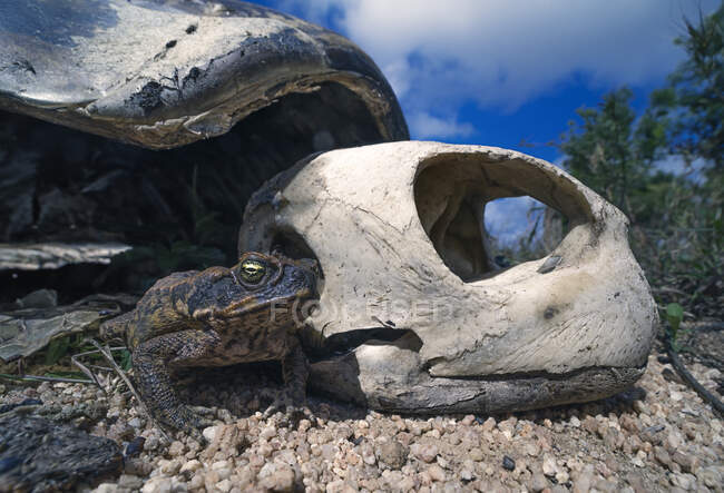 Sapo-de-cana (Rhinella marina) ao lado do esqueleto de uma tartaruga verde (Chelonia mydas), Norte de Queensland, Austrália — Fotografia de Stock
