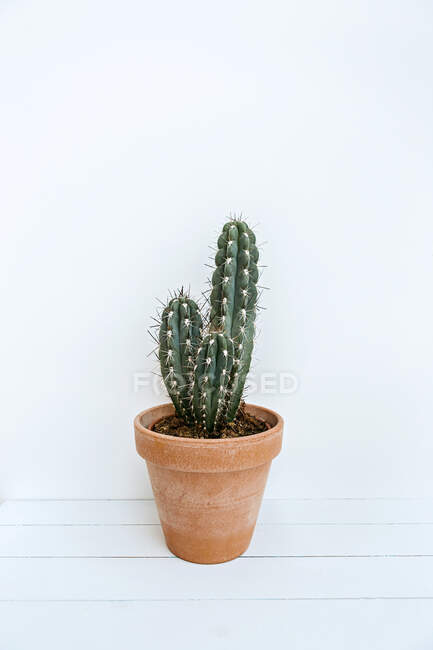 Cactus dans un pot de plantes — Photo de stock