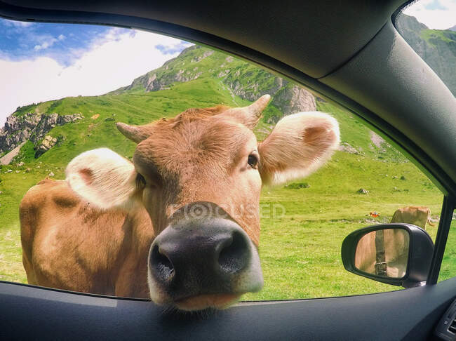 Cow sticking its head through a car window, Switzerland — Stock Photo