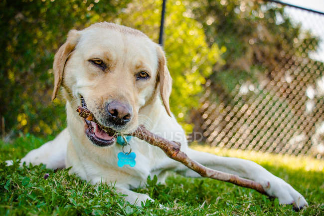 Labrador lying on grass chewing a stick — Stock Photo