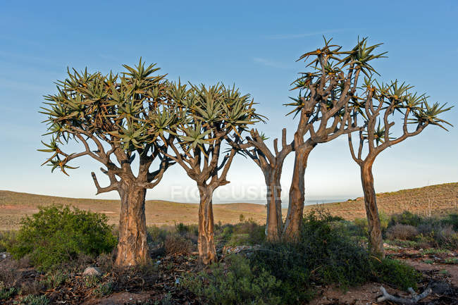 Живописный вид на колчаны в кустах, Северный Кейп, Южная Африка — стоковое фото