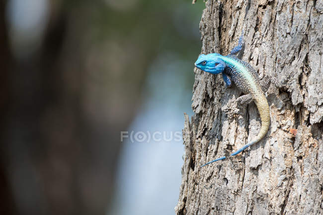 Blue Agama lizard on a tree trunk, closeup view, selective focus — Stock Photo