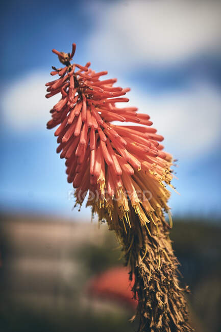 Close-up de uma flor Red Hot Poker, Sydney, Nova Gales do Sul, Austrália — Fotografia de Stock