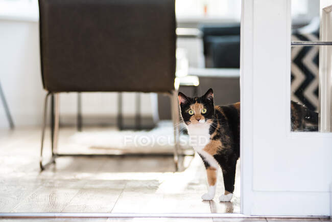 Lindo gato en acogedor interior doméstico - foto de stock