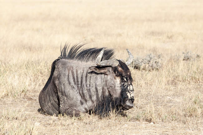 Scenic view of Wildebeest, Etosha National Park, Namibia — Stock Photo