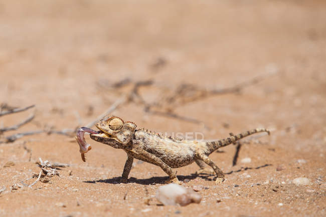 Vista da vicino del camaleonte Namaqua con preda — Foto stock