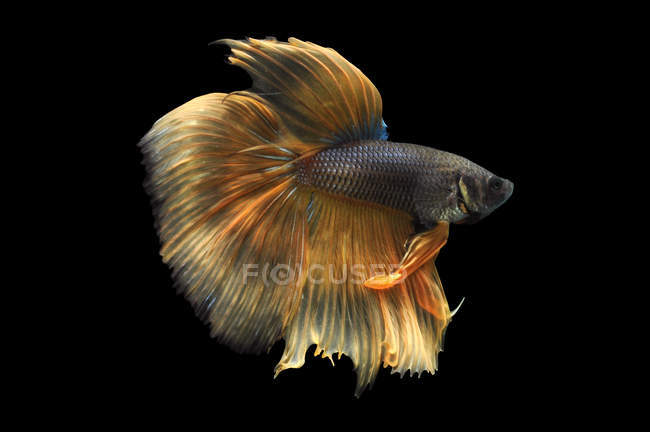 Beautiful Betta Fish (half-moon Long-tail Or Fullmoon Betta Isolated On  Black Background, Popular Aquarium Fish, Siamese Fighting Fish Spreading  Fin And Tail, Thai Aquatic National Animals Stock Photo, Picture And  Royalty