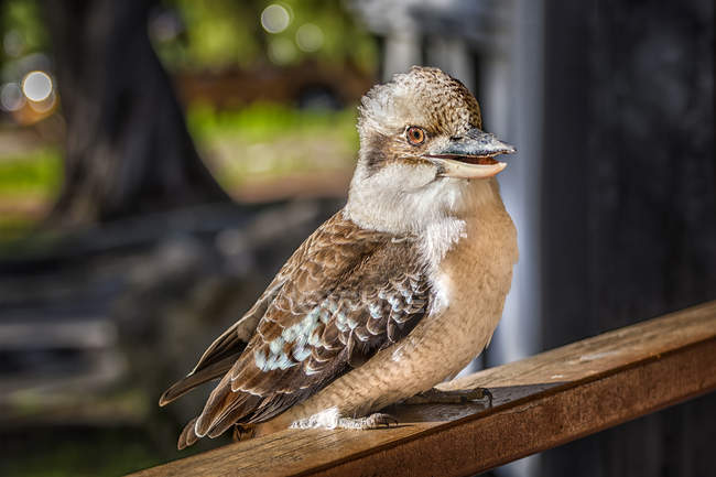 Kookaburra-Vogel sitzt auf einem Geländer, vor verschwommenem Hintergrund — Stockfoto
