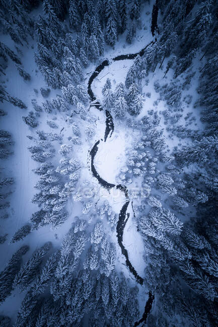 Luftaufnahme von Kiefernwald mit kleinem Fluss im Winter — Stockfoto