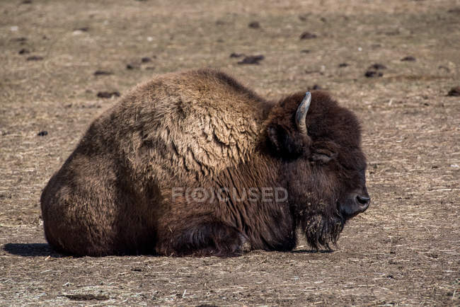 Retrato de un bisonte descansando en tierra firme - foto de stock