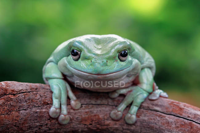 Portrait of a dumpy tree frog sitting on a tree, blurred background — Stock Photo