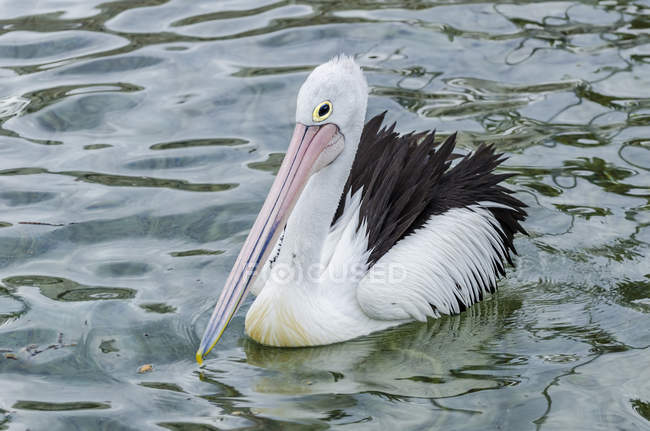 Pelicano nadando no oceano, vista de perto — Fotografia de Stock