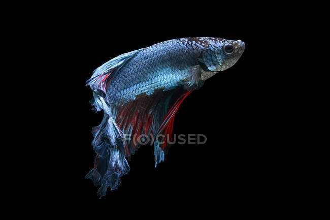 Closeup view of majestic betta fish on black background — Stock Photo