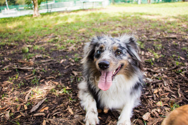 Pastore australiano cucciolo sdraiato a terra in un parco — Foto stock