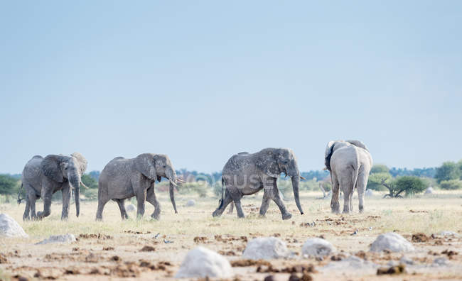 Quatre éléphants marchant dans la brousse, Nxai pan, Botswana — Photo de stock