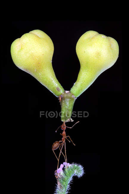 Ant on a flower carrying a bud, Indonesia — Stock Photo