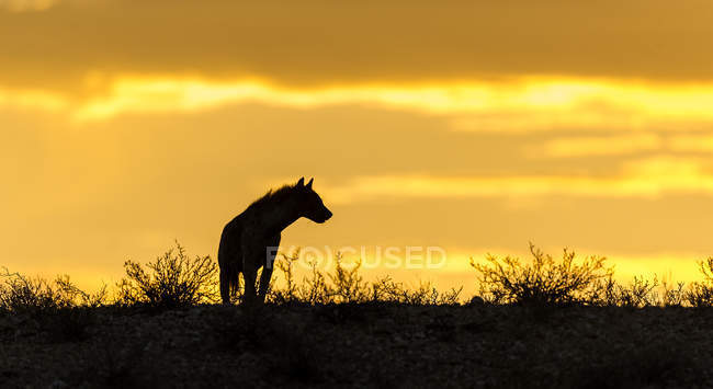 Vista panorámica de la silueta de una hiena, Botswana - foto de stock