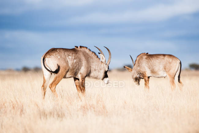 Vista panoramica di due antilopi Roan al pascolo, Sud Africa — Foto stock
