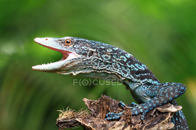 Close-up tiro de belo lagarto selvagem no fundo natural — Fotografia de Stock
