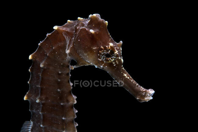Portrait d'un hippocampe — Photo de stock