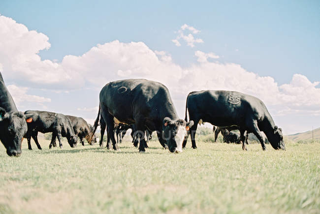 Сценічний вид на корів, що пасуться на полі, Хебер, Юта, Америка, Уса — стокове фото