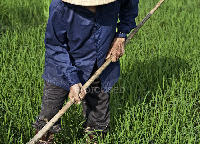 Hombre trabajando en un campo de arroz, Hoi An, Vietnam - foto de stock