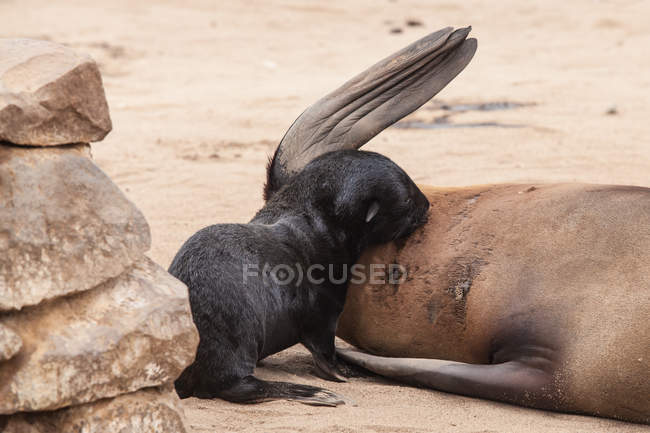 Cape Fur cachorro de foca amamantando a su madre, Namibia - foto de stock