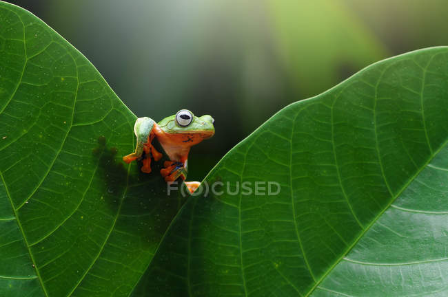 Літаюча жаба на листі, розмитий фон — стокове фото