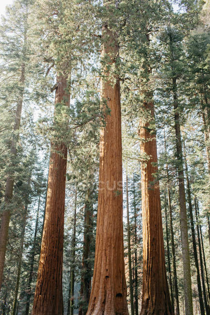 Мальовничий вид на Національний парк Секвойя, Каліфорнія, Америка, США — стокове фото