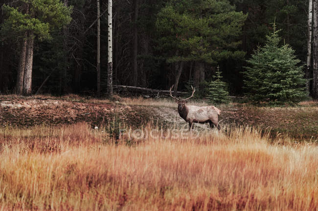 Олень в лесу, Банф Парк, Альберта, Канада — стоковое фото